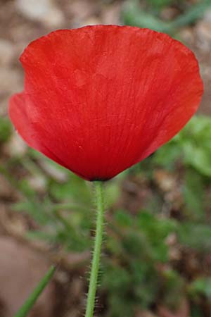 Papaver rhoeas / Common Poppy, Rhodos Attaviros 24.3.2023