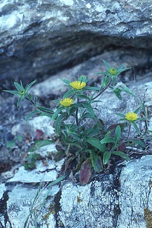 Pallenis spinosa \ Stechendes Sternauge / Pallensis, Rhodos Kallithea Terme 25.4.1987