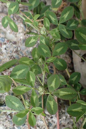 Trifolium spumosum \ Schaum-Klee / Bladder Clover, Rhodos Istrios 5.4.2019