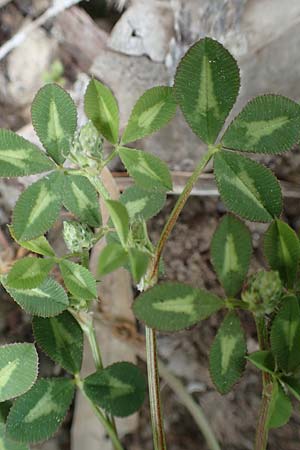 Trifolium spumosum \ Schaum-Klee / Bladder Clover, Rhodos Istrios 5.4.2019