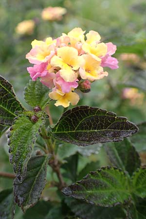 Lantana camara \ Wandelrschen / Large-Lef Lantana, Rhodos City 28.3.2019