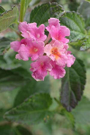 Lantana camara / Large-Lef Lantana, Rhodos City 28.3.2019