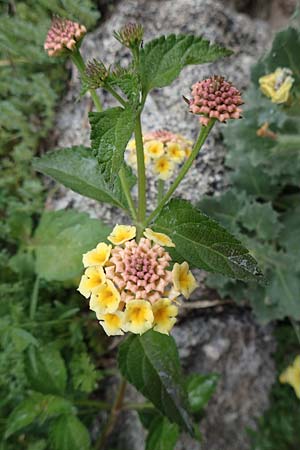 Lantana camara \ Wandelrschen / Large-Lef Lantana, Rhodos City 28.3.2019