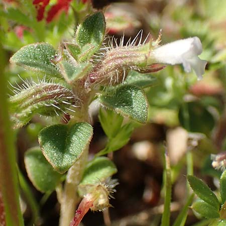 Clinopodium nanum \ Zwerg-Wirbeldost / Dwarf Calamint, Rhodos Monolithos 31.3.2019