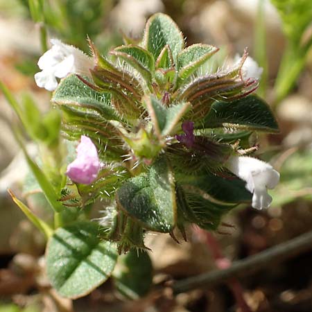 Clinopodium nanum \ Zwerg-Wirbeldost / Dwarf Calamint, Rhodos Monolithos 31.3.2019