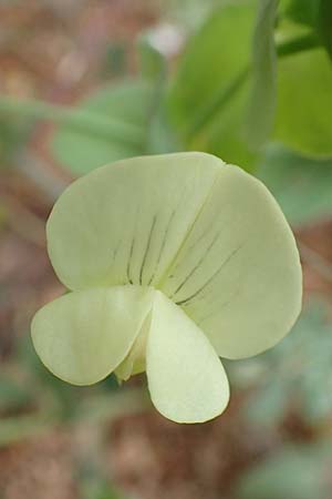 Lathyrus pseudoaphaca \ Falsche Ranken-Platterbse, Rhodos Kattavia 1.4.2019