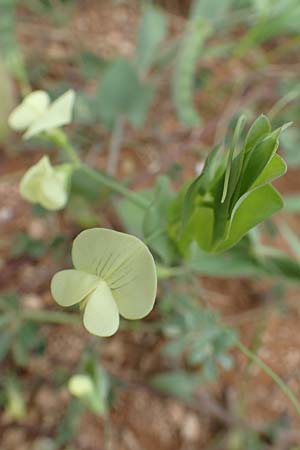 Lathyrus pseudoaphaca \ Falsche Ranken-Platterbse / False Yellow Vetchling, Rhodos Kattavia 1.4.2019