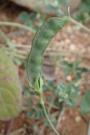 Lathyrus pseudoaphaca \ Falsche Ranken-Platterbse, Rhodos Kattavia 1.4.2019