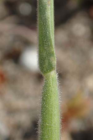 Lagurus ovatus \ Sdliches Samtgras, Hasenschwnzchen / Hare's Tail Grass, Rhodos Apolakkia 3.4.2019