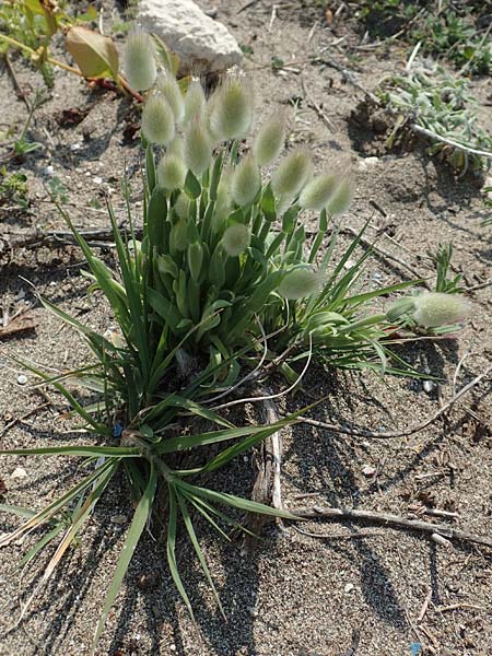 Lagurus ovatus \ Sdliches Samtgras, Hasenschwnzchen / Hare's Tail Grass, Rhodos Apolakkia 3.4.2019