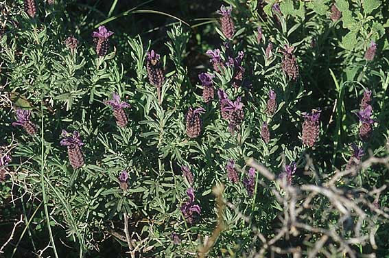 Lavandula stoechas \ Schopf-Lavendel / French Lavender, Rhodos Lardos 23.3.2005