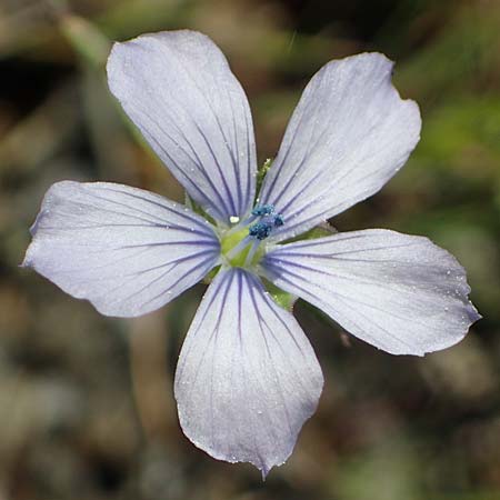 Linum bienne \ Zweijhriger Lein / Pale Flax, Rhodos Laerma 27.3.2023