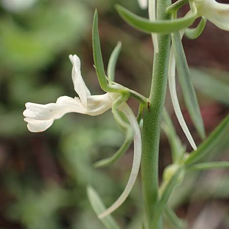 Linaria chalepensis \ Aleppo-Leinkraut / Mediterranean Toadflax, Aleppo Toadflax, Rhodos Faliraki 4.4.2019