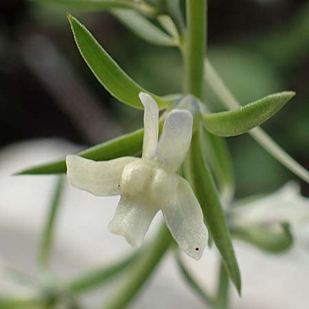 Linaria chalepensis \ Aleppo-Leinkraut / Mediterranean Toadflax, Aleppo Toadflax, Rhodos Faliraki 4.4.2019