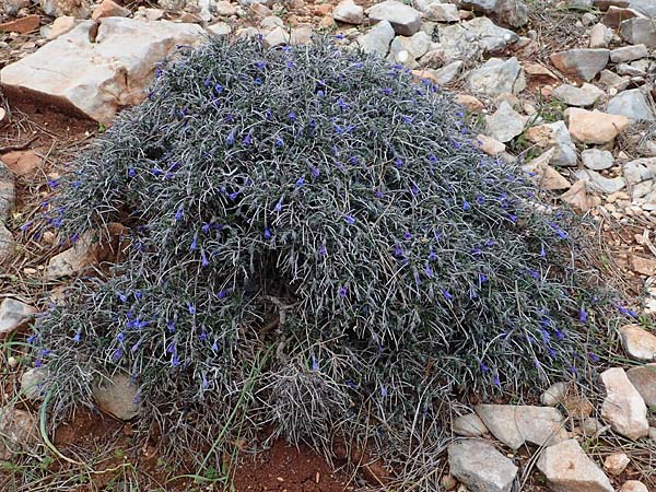 Lithodora hispidula \ Borstiger Steinsame / Shrubby Gromwell, Rhodos Akramitis 21.3.2023