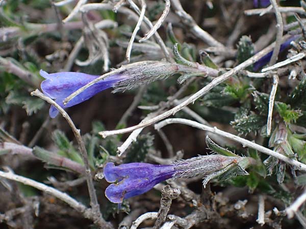 Lithodora hispidula \ Borstiger Steinsame, Rhodos Akramitis 21.3.2023