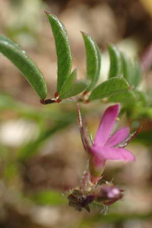 Onobrychis caput-galli / Cock's-Head Sainfoin, Rhodos Prasonisi 26.3.2019