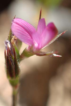 Onobrychis caput-galli / Cock's-Head Sainfoin, Rhodos Prasonisi 26.3.2019