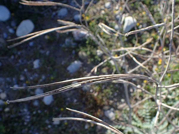 Matthiola sinuata \ Gebuchtete Levkoje, Rhodos Haraki 15.3.2023