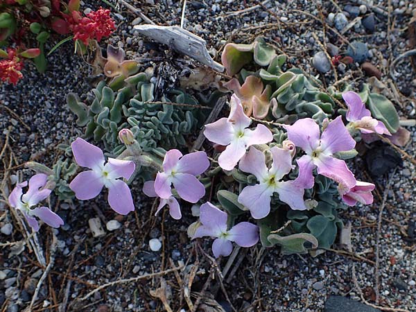 Matthiola sinuata \ Gebuchtete Levkoje / Sea Stock, Rhodos Haraki 15.3.2023