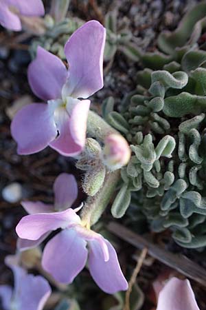 Matthiola sinuata \ Gebuchtete Levkoje, Rhodos Haraki 15.3.2023