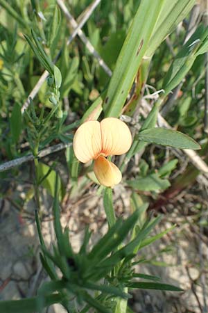 Lathyrus gorgoni \ Orangefarbige Platterbse / Orange Vetchling, Rhodos Kattavia 26.3.2019