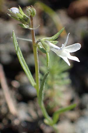 Linaria chalepensis \ Aleppo-Leinkraut / Mediterranean Toadflax, Aleppo Toadflax, Rhodos Moni Artamiti 27.3.2023