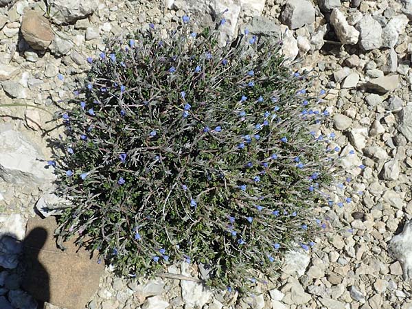 Lithodora hispidula \ Borstiger Steinsame / Shrubby Gromwell, Rhodos Lardos 24.3.2019