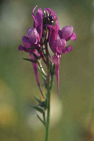 Linaria pelisseriana \ Schlundhckriges Leinkraut, Rhodos Apolakkia 21.3.2005