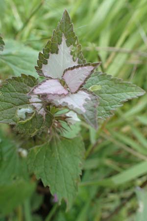 Lamium moschatum \ Moschus-Taubnessel / Musk Dead-Nettle, Rhodos Embona 31.3.2019