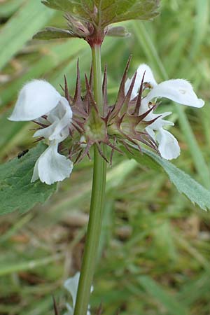 Lamium moschatum \ Moschus-Taubnessel / Musk Dead-Nettle, Rhodos Embona 31.3.2019