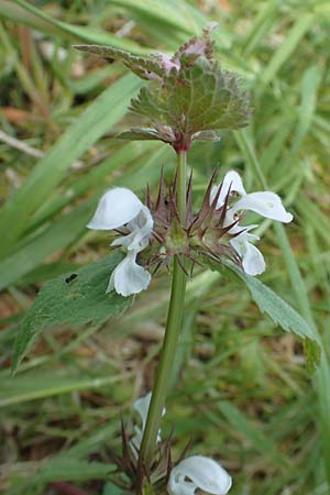 Lamium moschatum \ Moschus-Taubnessel / Musk Dead-Nettle, Rhodos Embona 31.3.2019