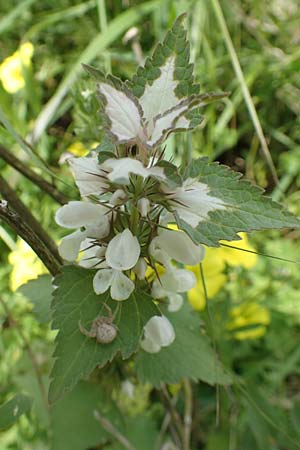 Lamium moschatum \ Moschus-Taubnessel / Musk Dead-Nettle, Rhodos Embona 31.3.2019