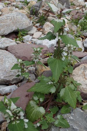 Lamium moschatum \ Moschus-Taubnessel / Musk Dead-Nettle, Rhodos Attaviros 24.3.2023