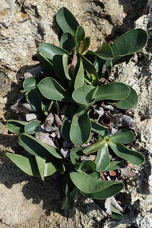 Limonium narbonense / Common Sea Lavender, Rhodos Kallithea Terme 7.4.2019