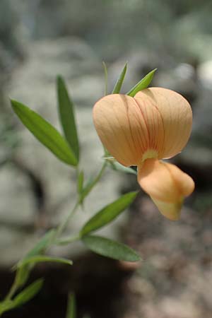 Lathyrus gorgoni \ Orangefarbige Platterbse, Rhodos Epta Piges 27.3.2019