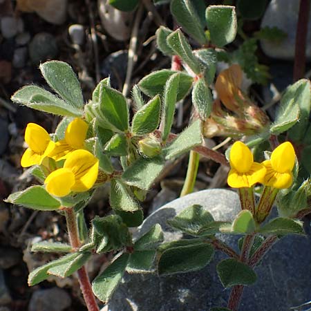 Lotus ornithopodioides \ Vogelfuhnlicher Hornklee / Clustered Bird's-Foot Trefoil, Rhodos Haraki 15.3.2023