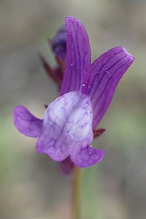 Linaria pelisseriana \ Schlundhckriges Leinkraut, Rhodos Lardos 3.4.2019