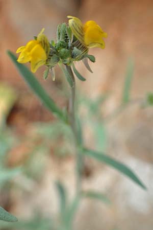 Linaria simplex \ Einfaches Leinkraut / Simple Toadflax, Rhodos Tsambika 30.3.2019