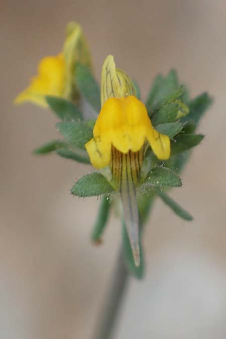 Linaria simplex \ Einfaches Leinkraut / Simple Toadflax, Rhodos Tsambika 30.3.2019