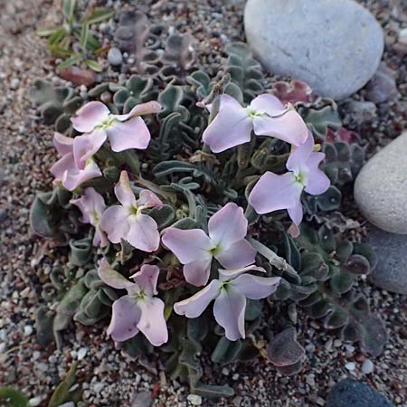 Matthiola sinuata \ Gebuchtete Levkoje / Sea Stock, Rhodos Afandou 18.3.2023