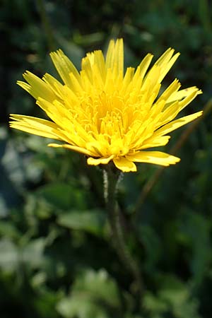 Leontodon tuberosus \ Knolliger Lwenzahn / Tuberous Hawkbit, Rhodos Profitis Ilias 25.3.2019