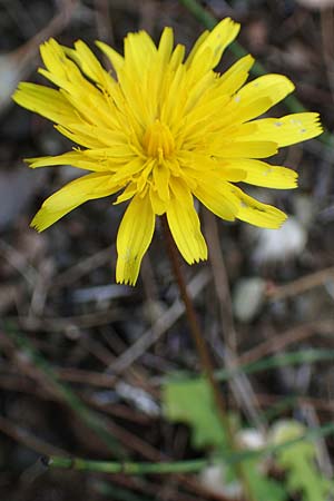 Leontodon tuberosus \ Knolliger Lwenzahn / Tuberous Hawkbit, Rhodos Moni Artamiti 16.3.2023