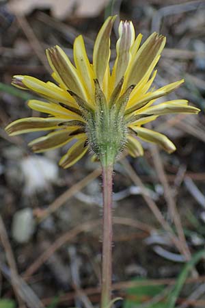 Leontodon tuberosus \ Knolliger Lwenzahn / Tuberous Hawkbit, Rhodos Moni Artamiti 16.3.2023