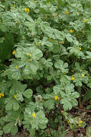 Lotus ornithopodioides \ Vogelfuhnlicher Hornklee / Clustered Bird's-Foot Trefoil, Rhodos City 28.3.2019