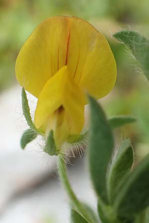 Lotus edulis \ Essbarer Hornklee / Edible Bird's-Foot Trefoil, Rhodos Tsambika 30.3.2019