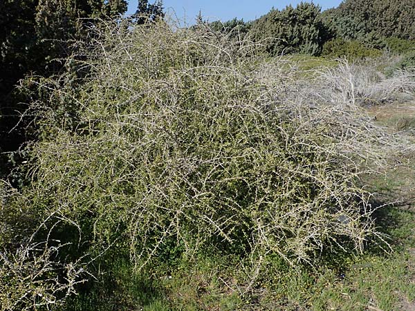 Lycium schweinfurthii \ Schweinfurths Bocksdorn / Schweinfurth's Tea-Plant, Rhodos Apolakkia 25.3.2023