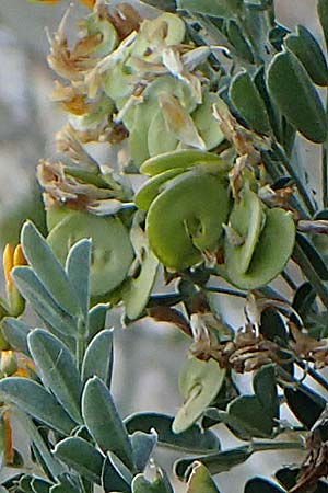 Medicago arborea / Tree Medick, Rhodos Profilia 27.3.2023