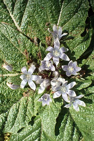 Mandragora officinarum \ Alraune, Alraunwurzel / Mandrake, Rhodos Profitis Ilias 2.4.2019