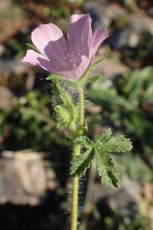 Malva cretica \ Kretische Malve / Mediterranean Mallow, Rhodos Lindos 20.3.2023